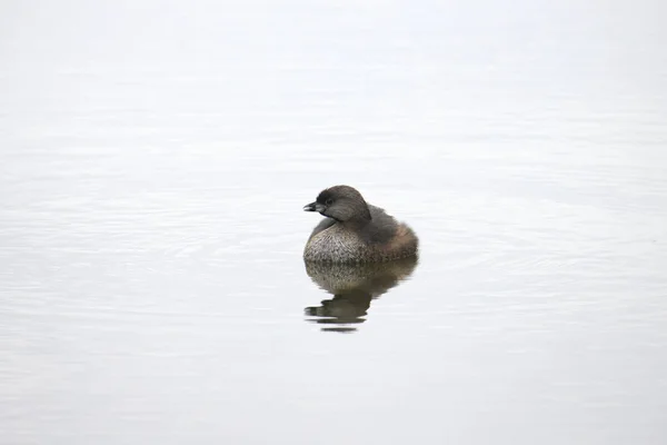 Pied Billed Grebe Podilymbus Podiceps — Stock Photo, Image