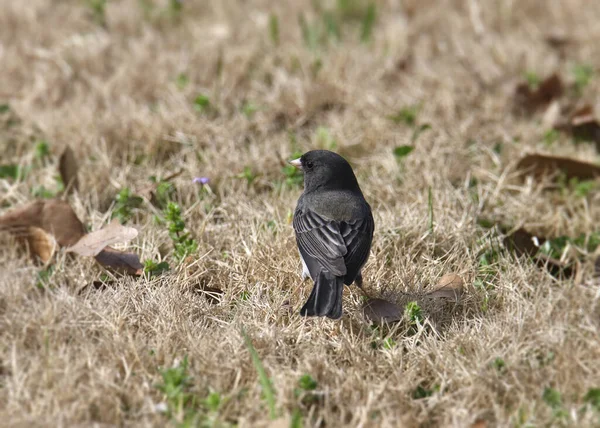 Junco Aux Yeux Foncés Ardoise Junco Hyemalis — Photo