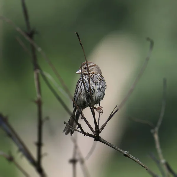 Gorrión Canción Melospiza Melodia — Foto de Stock