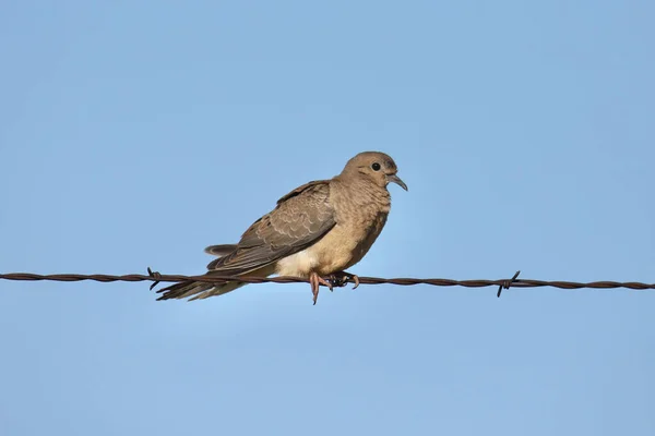 Mourning Dove Zenaida Macroura — Stock Photo, Image