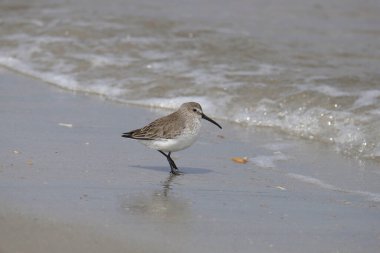 Dunlin (üreme yoksunluğu) (calidris alpina))