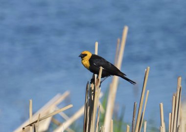 Sarı başlı Karatavuk (erkek) (xanthocephalus xanthocephalus)