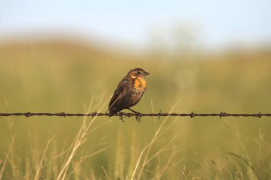 Sarı başlı Karatavuk (dişi) (xanthocephalus xanthocephalus) tek bir dikenli telin üzerine tünemiştir.