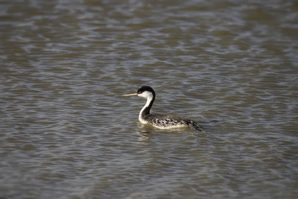 Westelijke Grebe Aechmophorus Occidentalis — Stockfoto