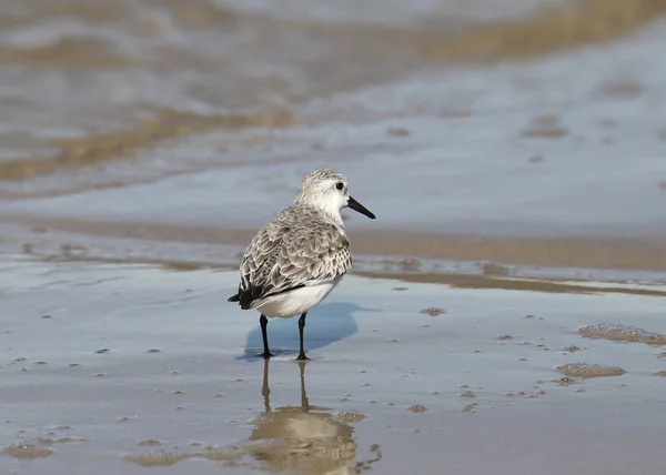 Слинг Неразведение Calidris Alba — стоковое фото