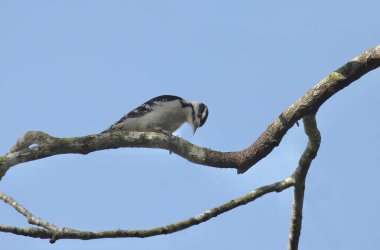 Downy Ağaçkakan (erkek) (ergenleri kurutur))