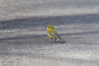 Çam Bülbülü (setophaga pinus)