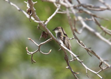 Doğu Phoebe (sayornis phoebe)