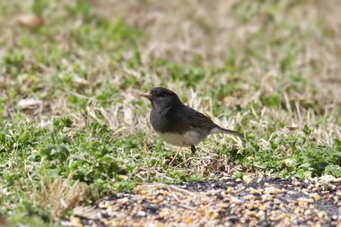 Koyu renk gözlü Junco (tahta renkli) (junco hyemalis))