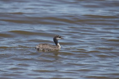 Eared Grebe (juvenile) (podiceps nigricollis)