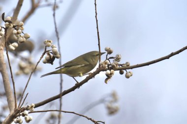 Turuncu taçlı Warbler (orethlypis celata)
