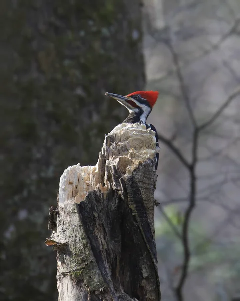 Pic Pilé Mâle Dryocopus Pileatus Culminant Dessus Tronc Arbre Cassé — Photo