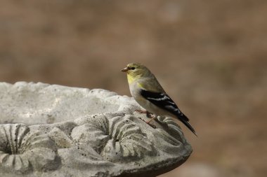 Amerikan ispinozu (kış boyası) beton bir kuş banyosuna tünemiş.