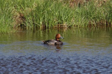Kızıl Ördek (erkek) (aythya americana)