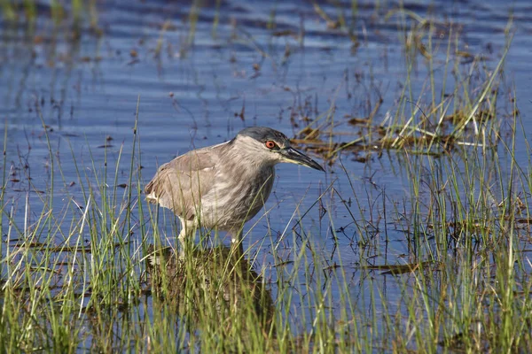 Fekete Koronás Éjszakai Heron Éretlen Nycticorax Nycticorax — Stock Fotó