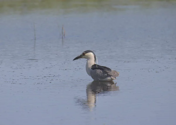 Czarne Czaple Nocne Nycticorax Nycticorax — Zdjęcie stockowe