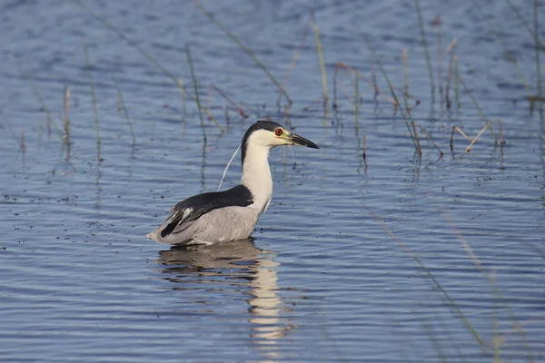 Noční Volavka Černou Korunou Nycticorax Nycticorax — Stock fotografie