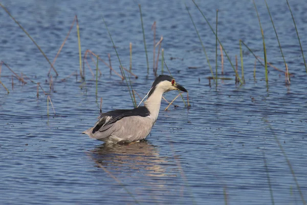 Fekete Koronás Éjszakai Heron Nycticorax Nycticorax — Stock Fotó