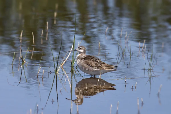 Wilsons Phalarope Unreif Phalaropus Tricolor — Stockfoto