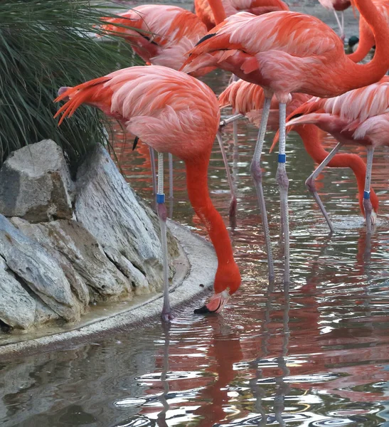 Amerikaanse Flamingo Phoenicopterus Ruber Reikend Naar Beneden Voor Een Glas — Stockfoto