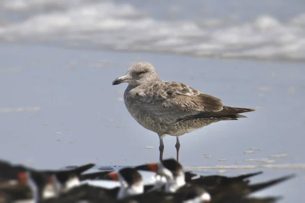 Goéland Argenté Premier Hiver Larus Argentatus — Photo