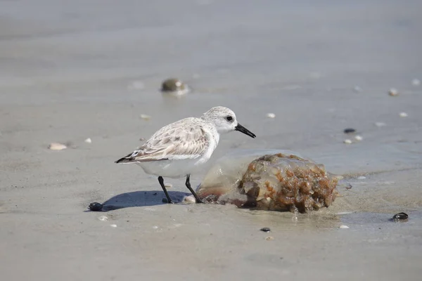 Sanderling Reproductivo Calidris Alba — Foto de Stock