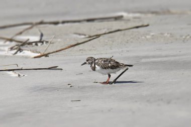 Ruddy Turnstone (üreme yoksunu) (Arenaria yorumlar))