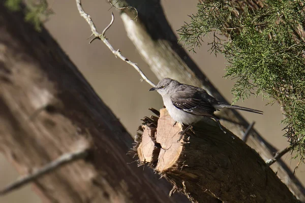 Mockingbird Norte Mimus Polyglottos — Fotografia de Stock