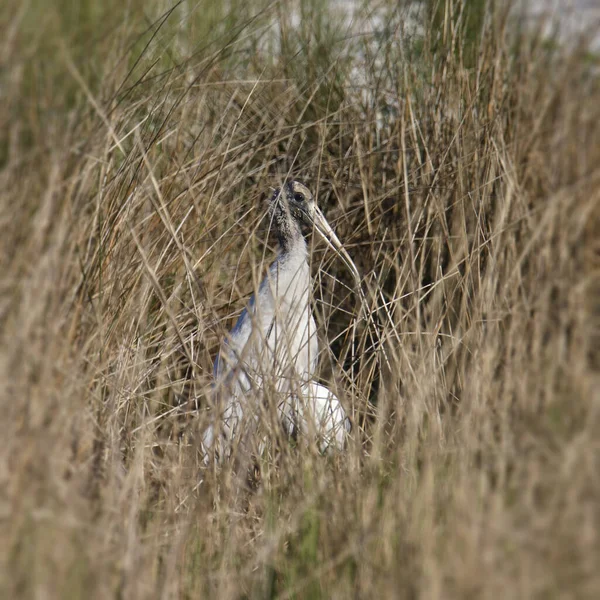 Wood Stork Mycteria Americana Almost Hidden Tall Grass — Stock Photo, Image