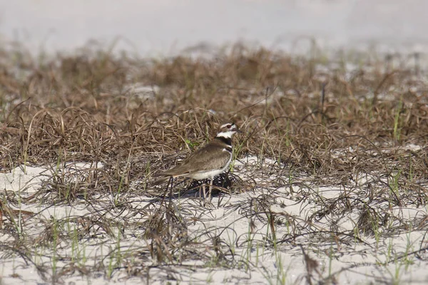 Mördarhjort Charadrius Vociferus Som Står Gräsbevuxen Strand — Stockfoto