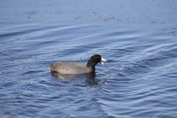 American Coot Fulica Americana — Foto Stock