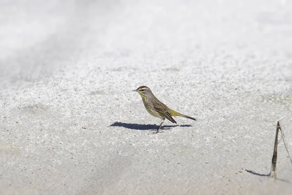 Palm Warbler Розведення Setophaga Palmarum — стокове фото