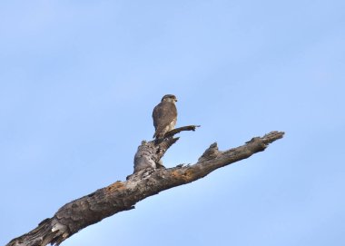 Merlin (falco columbarius) çıplak bir dala tünedi