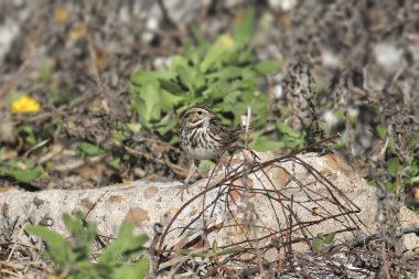 Savannah Sparrow (gelip geçici olarak geçenler)
