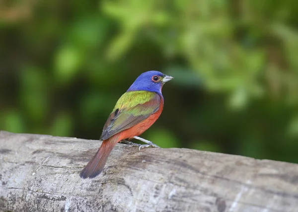 Boyalı Bunting (erkek) (gezgin sirki))