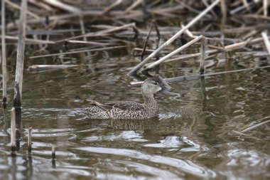 Mavi kanatlı Teal (dişi) (anasal uyuşmazlıklar))