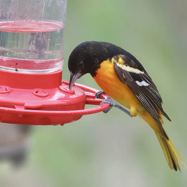 Baltimore Oriole Male Icterus Galbula — Stock Photo, Image