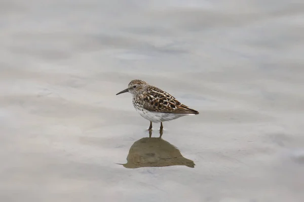 Flautista Arena Mínimo Calidris Minutilla — Foto de Stock