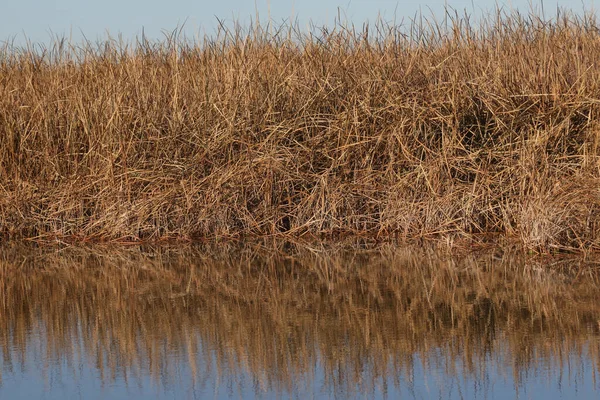 Close Van Een Gouden Korrel Weerspiegeld Een Moerasgebied — Stockfoto