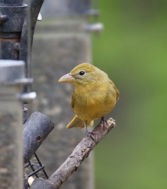 Summer Tanager (kadın) (piranga rubra) 