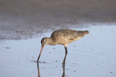 Marled Godwit (limoza fedoa)