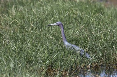 Küçük mavi balıkçıl (egretta caerulea)