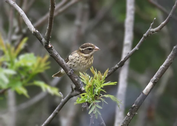 Rózsás Mellű Grosbeak Nőstény Pheucticus Ludovicianus — Stock Fotó