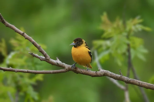 Baltimore Oriole Hembra Icterus Galbula — Foto de Stock