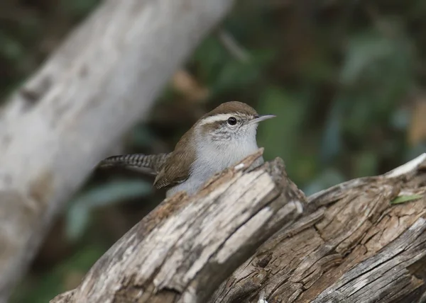 Bewick Wren Thryomanes Bewickii — Foto de Stock