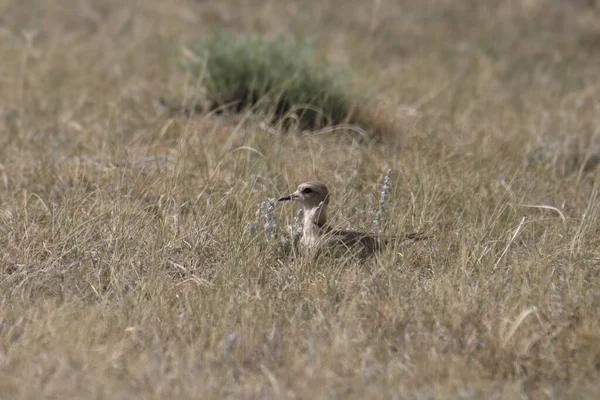 Plovoucí Hora Nezralý Charadrius Montanus — Stock fotografie