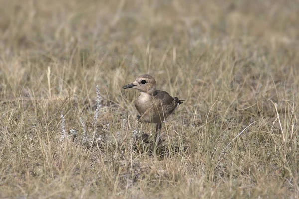 Płaskowyż Górski Niedojrzały Charadrius Montanus — Zdjęcie stockowe