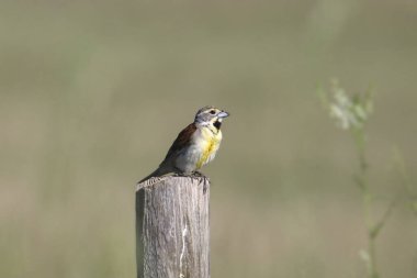 Dickcissel (spiza americana) ahşap bir çit direğine tünemişti.