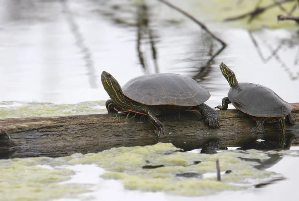 Zwei Painted Turtles Chrysemys Picta Sonnen Sich Auf Einem Baumstamm — Stockfoto