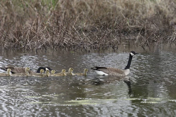 Семья Канадских Гусей Branta Canadensis — стоковое фото